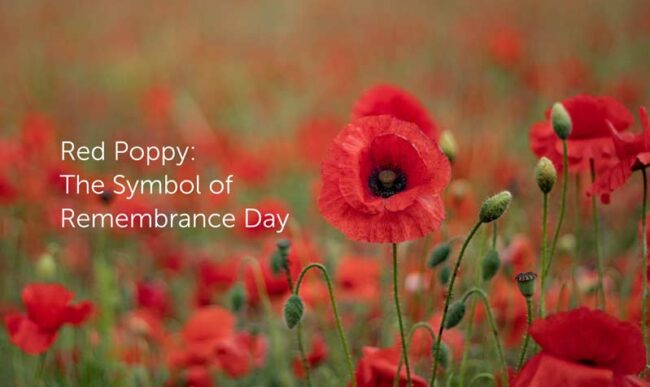 red-poppy-remembrance-day 100th anniversary of red poppy as symbol of remembrance day