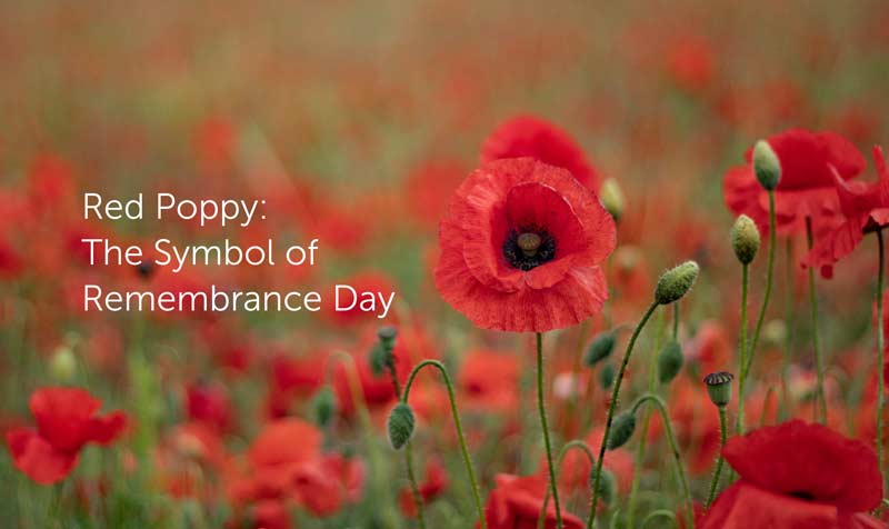 2021 marks the 100th anniversary of the remembrance poppy